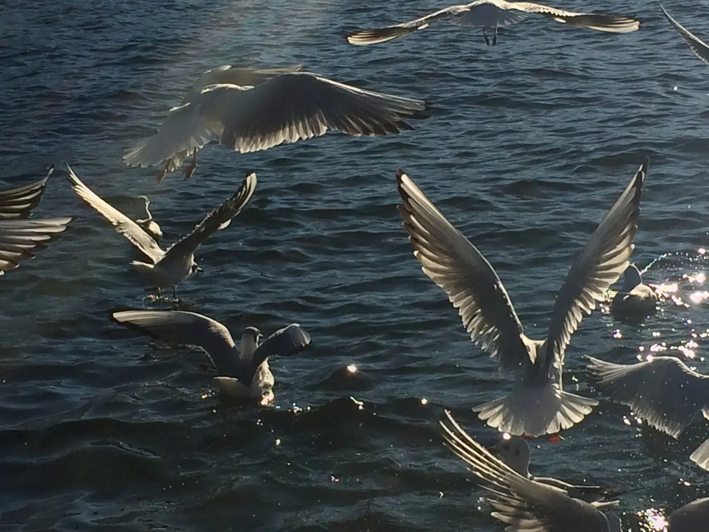 Möwen fliegen über glitzerndes Wasser