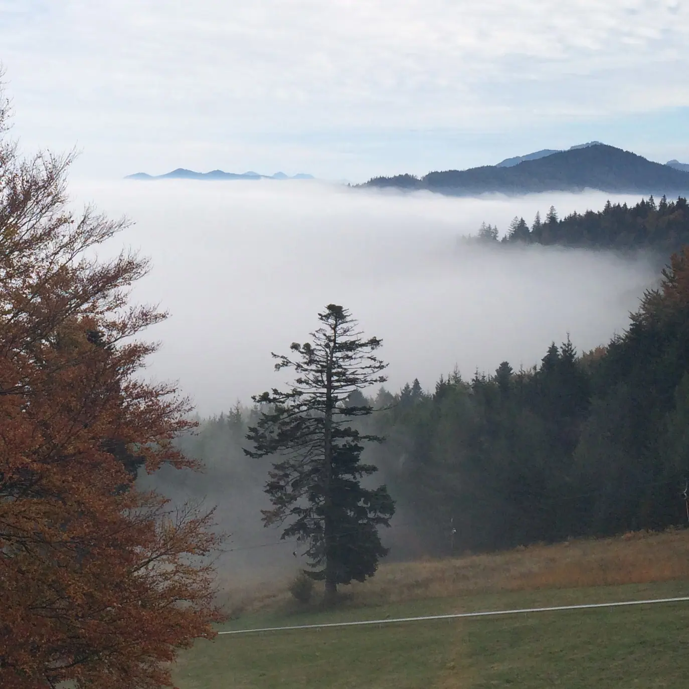 Nebel über einem Tal mit Bäumen und Bergen im Hintergrund