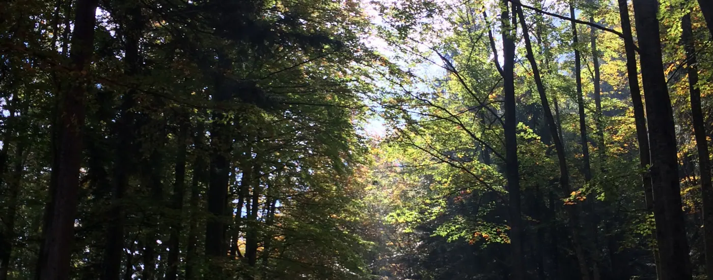 Waldweg zwischen hohen Bäumen im Gegenlicht