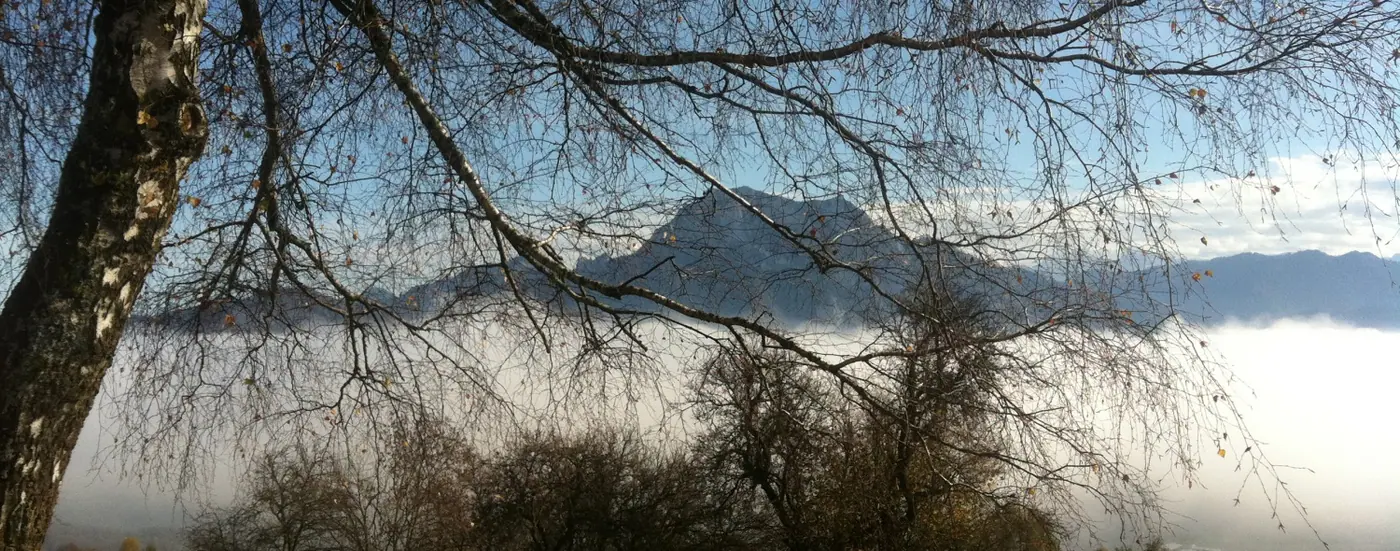 Blick durch Birkenäste auf einen Berg über dem Nebelmeer