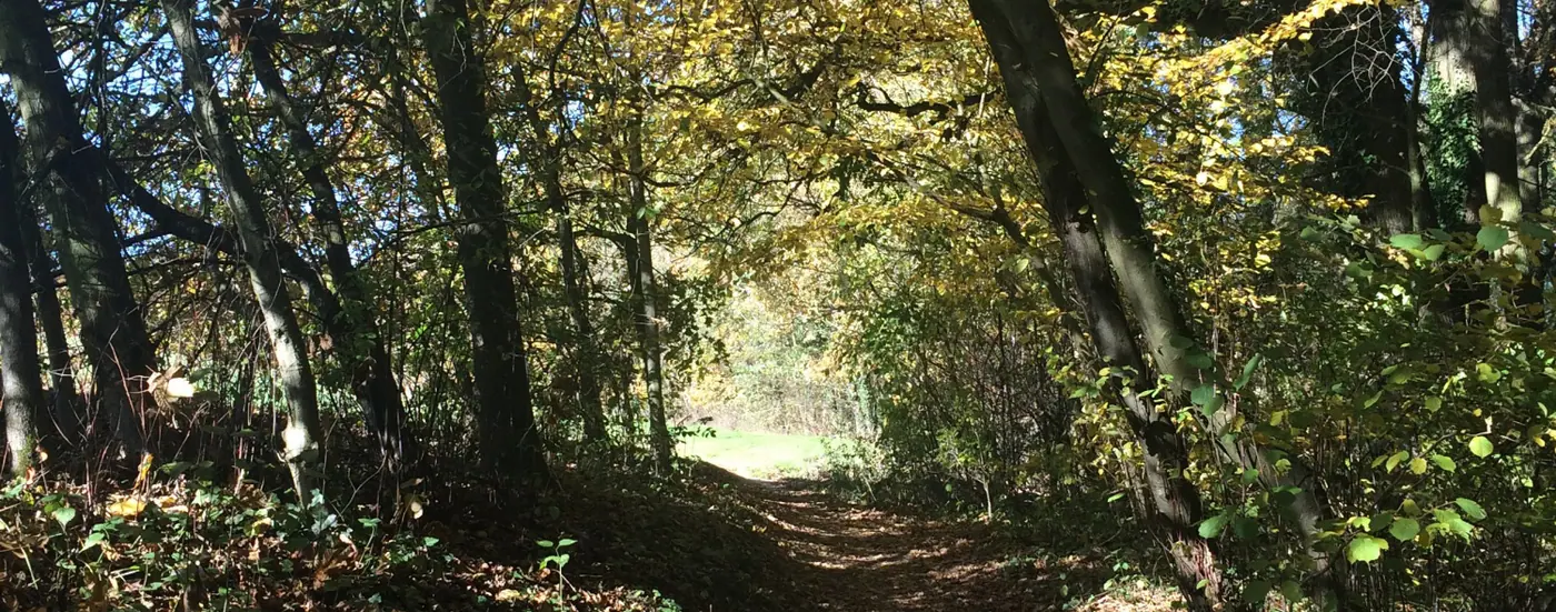 Sonniger Waldweg unter einem Blätterdach