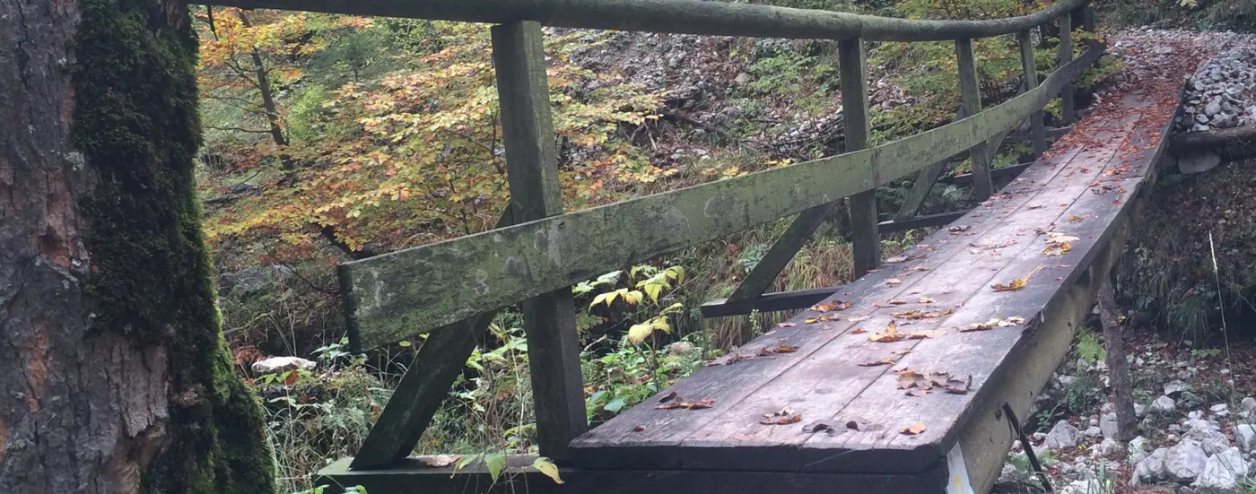 Holzsteg mit Geländer in einer Waldschlucht