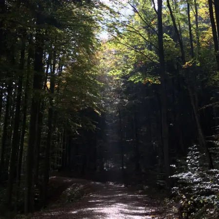 Waldweg zwischen hohen Bäumen im Gegenlicht
