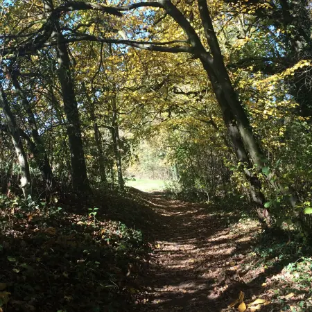 Sonniger Waldweg unter einem Blätterdach